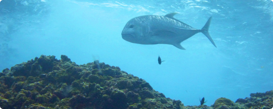 海の魚の画像 | 株式会社イシグロ