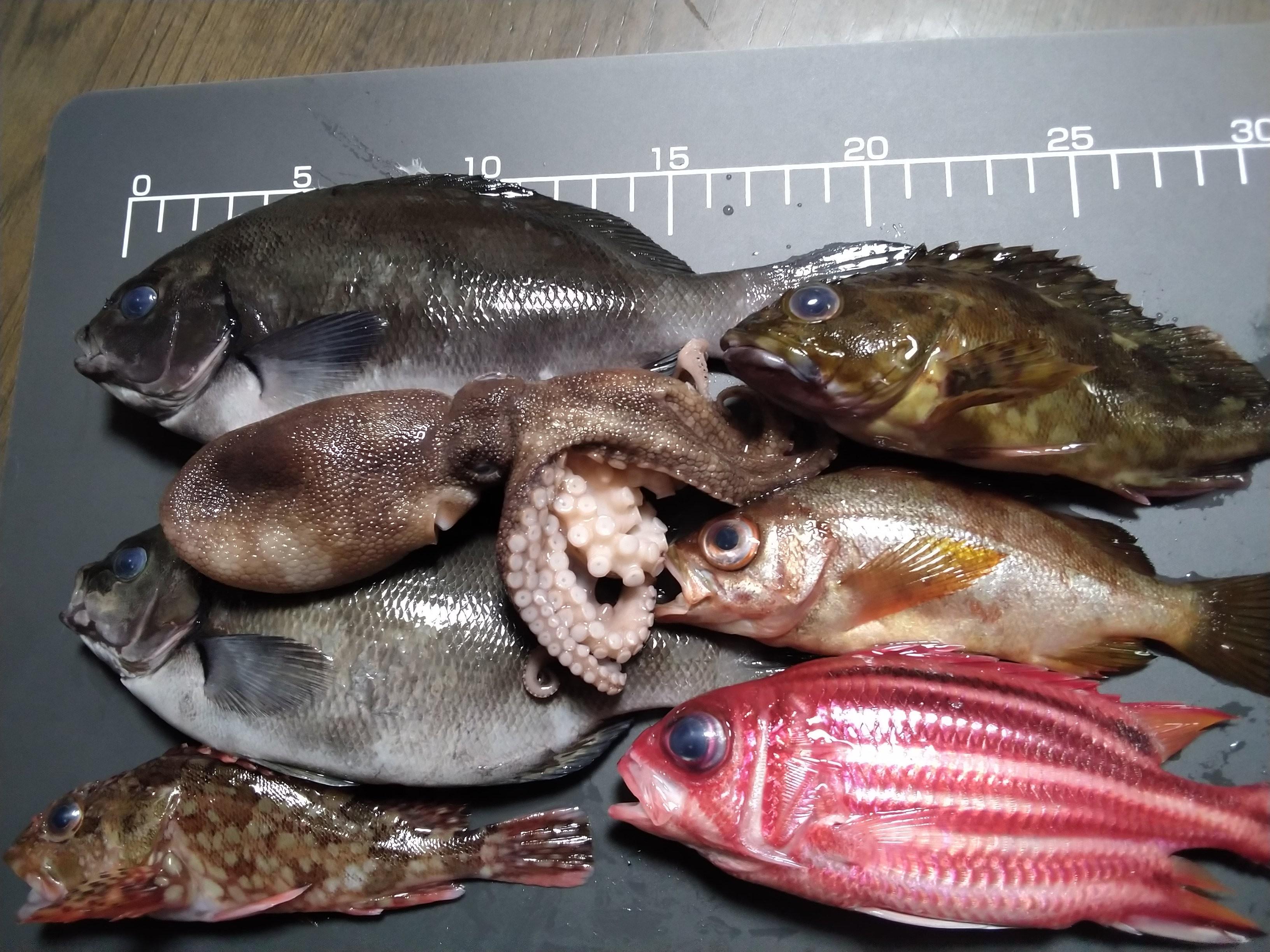 メジナのお刺身 釣具のイシグロ 釣り情報サイト
