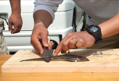 メゴチのさばき方 釣具のイシグロ 釣り情報サイト
