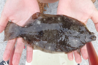 カレイのさばき方 刺身 骨せんべい 釣具のイシグロ 釣り情報サイト