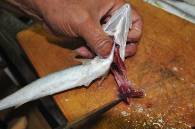 カマスのさばき方 一夜干し 釣具のイシグロ 釣り情報サイト