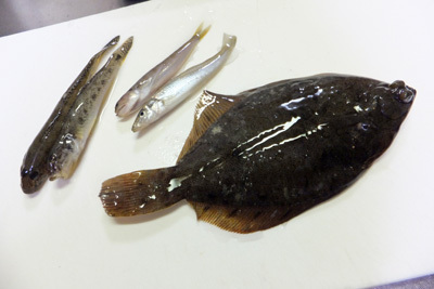 カレイのさばき方 刺身 骨せんべい 釣具のイシグロ 釣り情報サイト