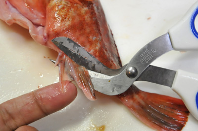 カサゴのさばき方 刺身 姿揚げ 釣具のイシグロ 釣り情報サイト