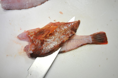 カサゴのさばき方 刺身 姿揚げ 釣具のイシグロ 釣り情報サイト