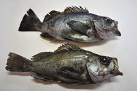セイゴのさばき方 刺身 釣具のイシグロ 釣り情報サイト
