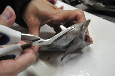 メバルのさばき方 刺身用 釣具のイシグロ 釣り情報サイト