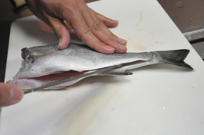 セイゴのさばき方 刺身 釣具のイシグロ 釣り情報サイト