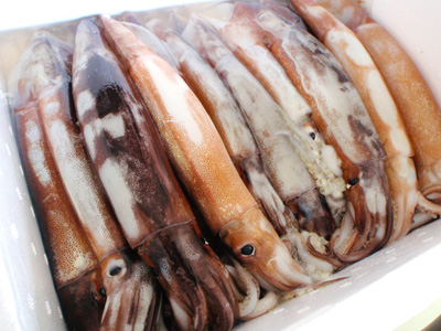 スルメイカのさばき方 肝炒め 釣具のイシグロ 釣り情報サイト