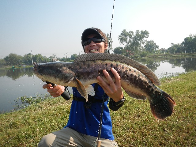 南国タイへ怪魚遠征 釣具のイシグロ 釣り情報サイト