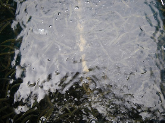 4月2日 天竜川河口で採取された稚魚
昨年よりも型が良く！数も多いとのことです！！