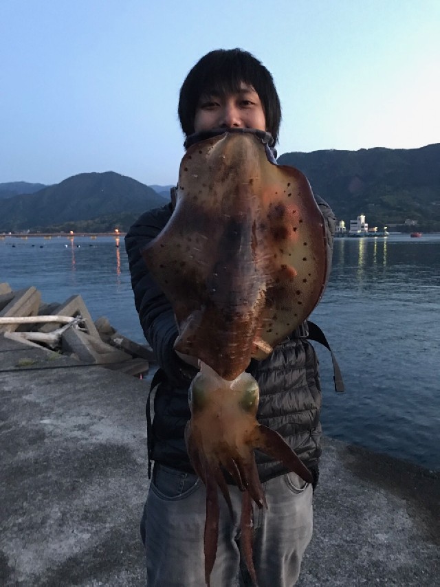 三重県連日キロアップのアオリイカ上がってます 釣具のイシグロ 釣り情報サイト