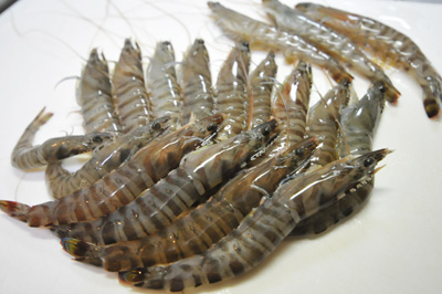 有頭エビの下処理と茹で方 寿司 釣具のイシグロ 釣り情報サイト