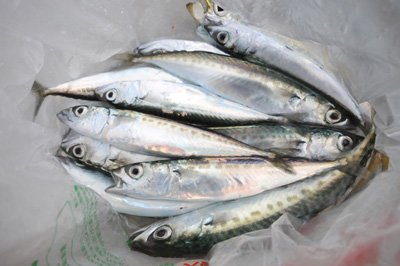 豆サバの唐揚げ 釣具のイシグロ 釣り情報サイト