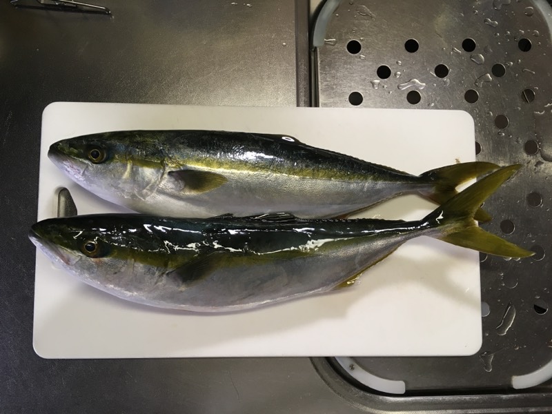 イナダのさばき方 ３枚おろし 釣具のイシグロ 釣り情報サイト