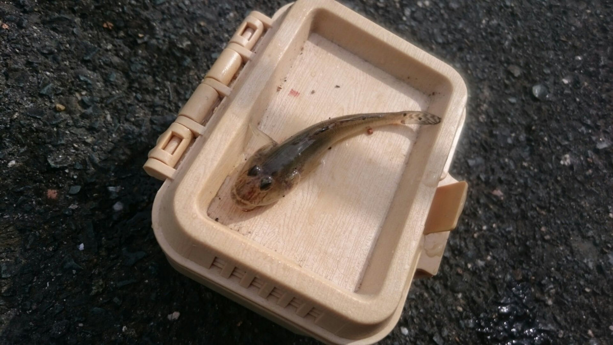 愛知県田原市 ハゼ釣りシーズンイン 18 釣具のイシグロ 釣り情報サイト
