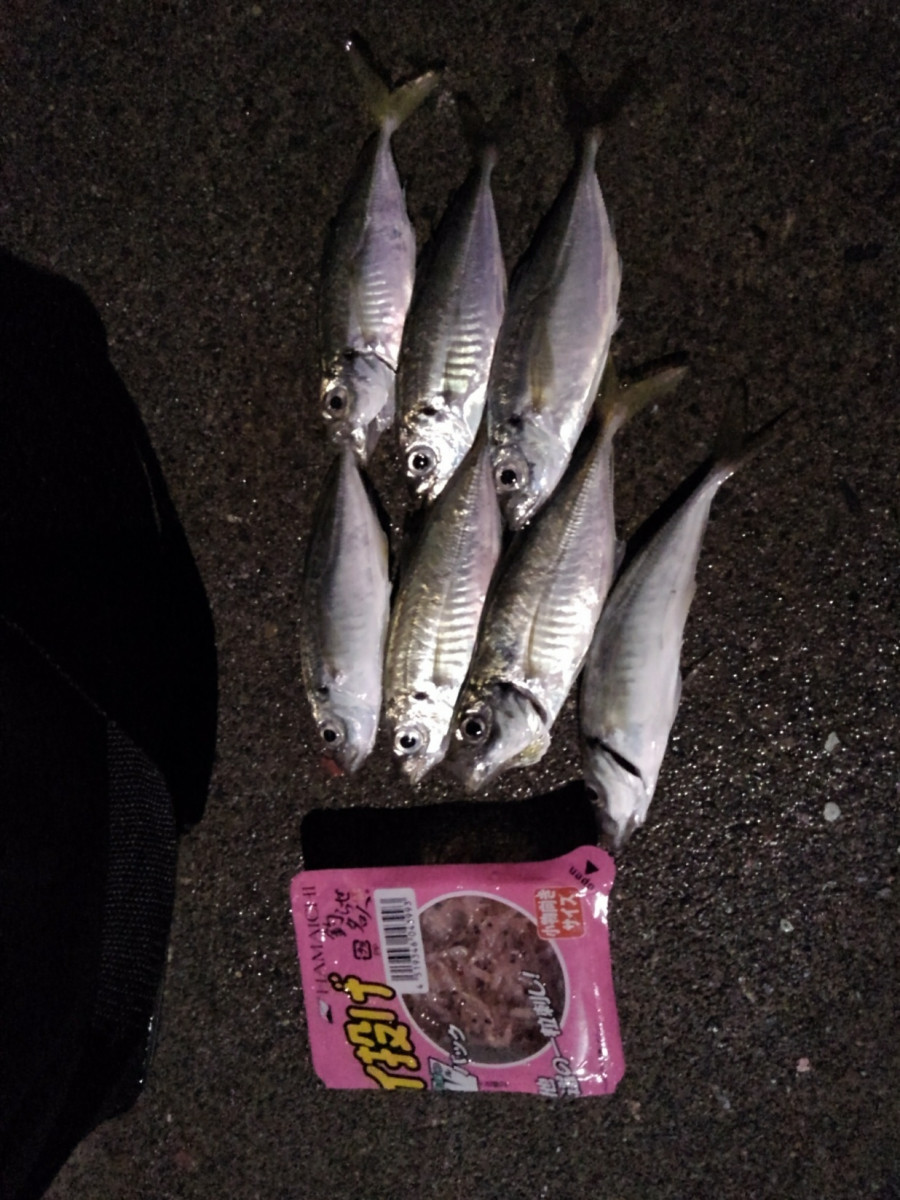初心者おすすめ のべ竿で狙う焼津港のアジ釣り 釣具のイシグロ 釣り情報サイト