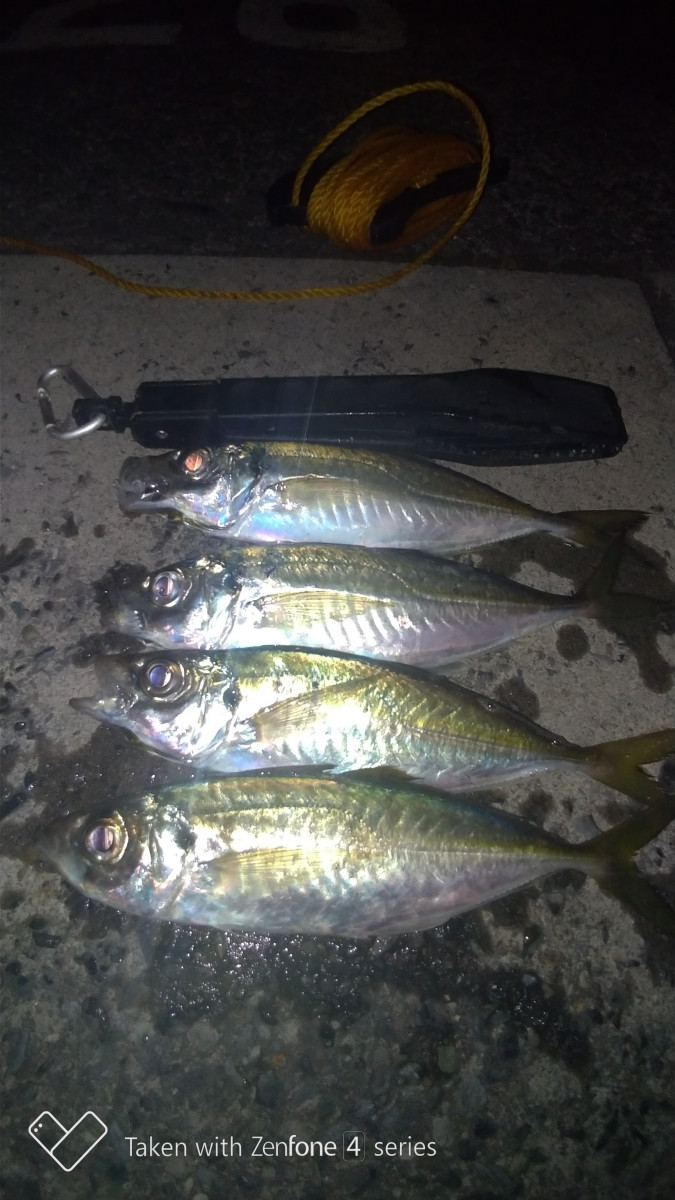 清水港アジング情報 スタッフ山田のライトソルト釣行記 釣具のイシグロ 釣り情報サイト