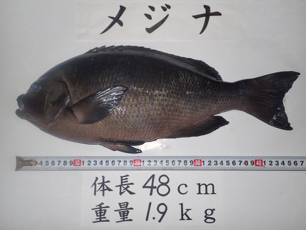 イシグロ伊東店スタッフ菊間 ４８ メジナ釣れました 釣具のイシグロ 釣り情報サイト