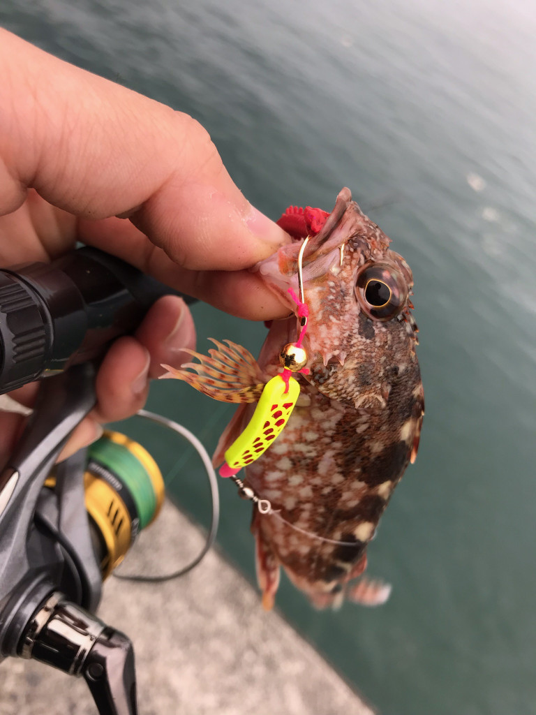イシグロ鳴海店 尾鷲でキス カサゴが好調に釣れています 釣具のイシグロ 釣り情報サイト