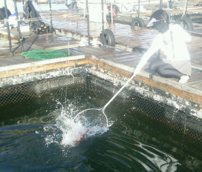 大阪 海上釣堀行ってきました 釣具のイシグロ 釣り情報サイト