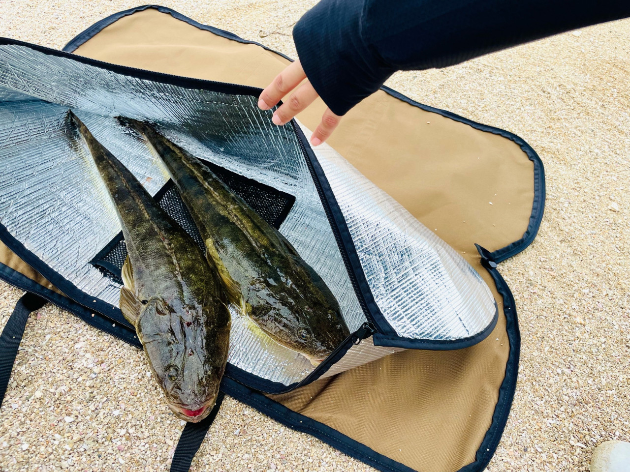 機動力up 釣った魚の運搬に便利なランガンサーフクーラー ランガンクーラーをリリース イシグロ バイヤー 釣具のイシグロ 釣り情報サイト