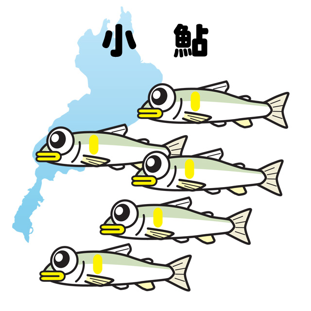 琵琶湖の小鮎（コアユ）釣り