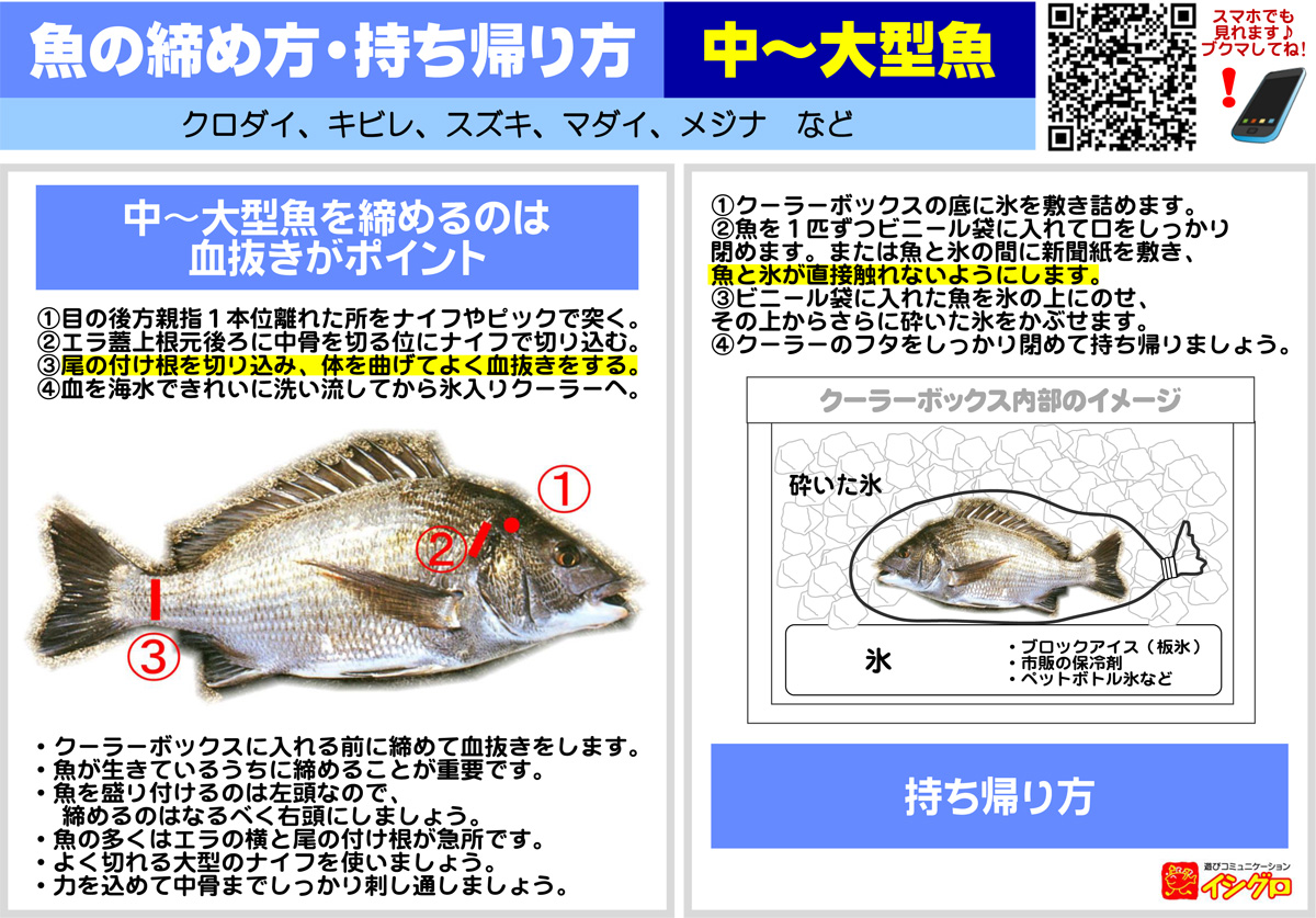 中 大型魚 締め方 持ち帰り方 釣具のイシグロ 釣り情報サイト
