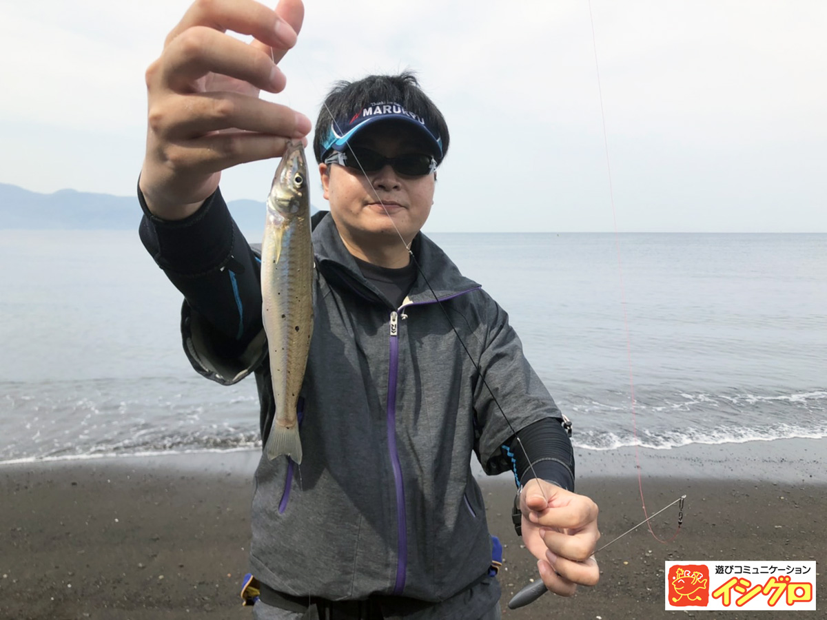 シロギスの投げ釣り 釣具のイシグロ 釣り情報サイト