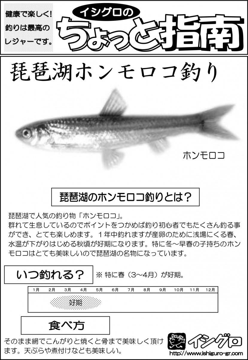琵琶湖のホンモロコ釣り 釣具のイシグロ 釣り情報サイト