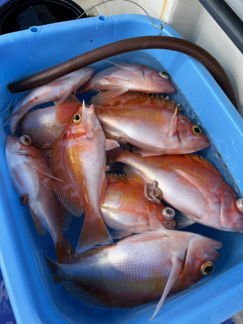 赤い魚がいっぱい釣れました！冬の魚ですが、今季はすでに釣果が出始めました！