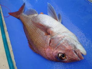 沼津沖でコマセ釣りで良型のマダイが釣れています！乗っ込みシーズン突入した様子！