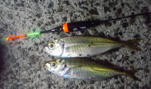 夏以降のアジ釣りは夜の方が釣りやすい、ユラユラ漂う電気ウキを見ながらのアジ釣りはこれからが本番です！