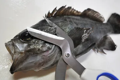 メバルのさばき方 刺身用 釣具のイシグロ 釣り情報サイト