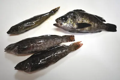 アイナメのさばき方 姿揚げ 釣具のイシグロ 釣り情報サイト