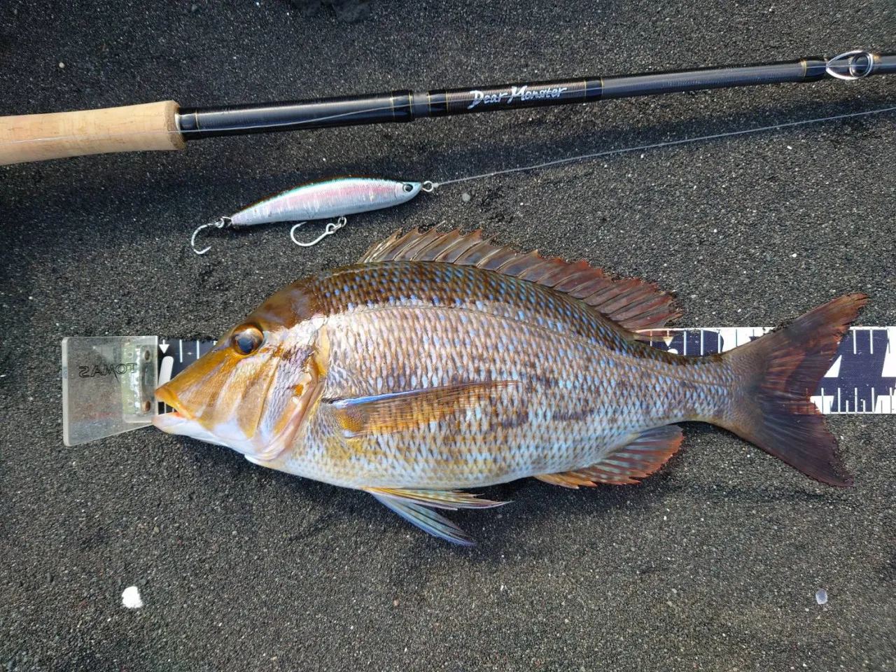 ルアーでタマン釣れました 釣具のイシグロ 釣り情報サイト