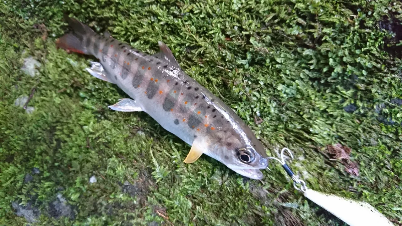 渓流ルアーで良型アマゴ釣れました！IN 桃沢川｜釣具のイシグロ |釣り情報サイト