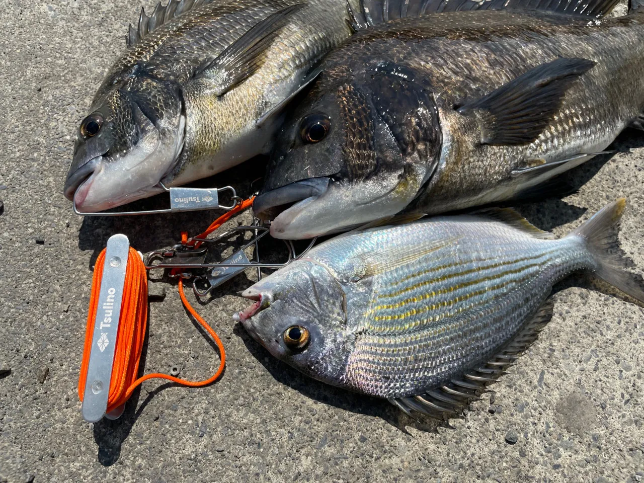 釣った魚を活かしてキープ Tsulinoコンパクトで使いやすいストリンガーセットをリリース イシグロ バイヤー 釣具のイシグロ 釣り情報サイト