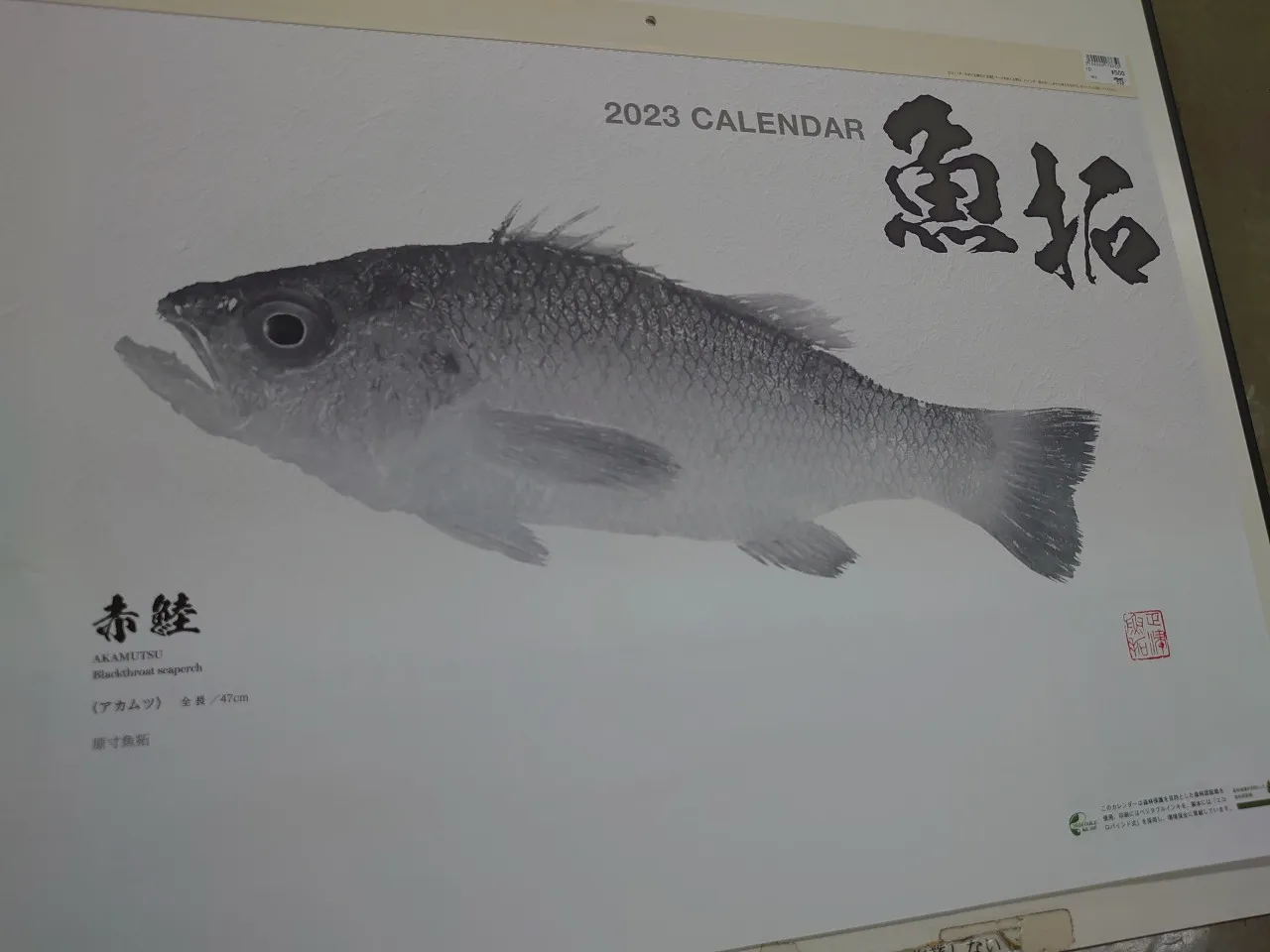 シマノ 2023年魚拓カレンダー 入荷しました！｜イシグロ 豊田店｜釣具 ...