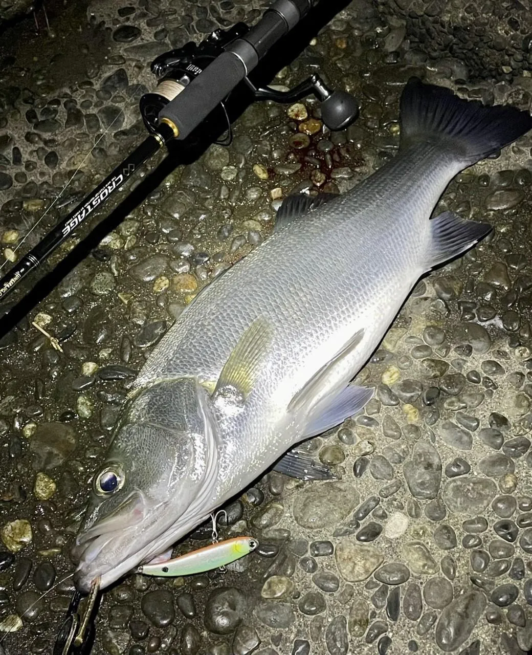 狩野川河口シーバス釣れました 釣具のイシグロ 釣り情報サイト