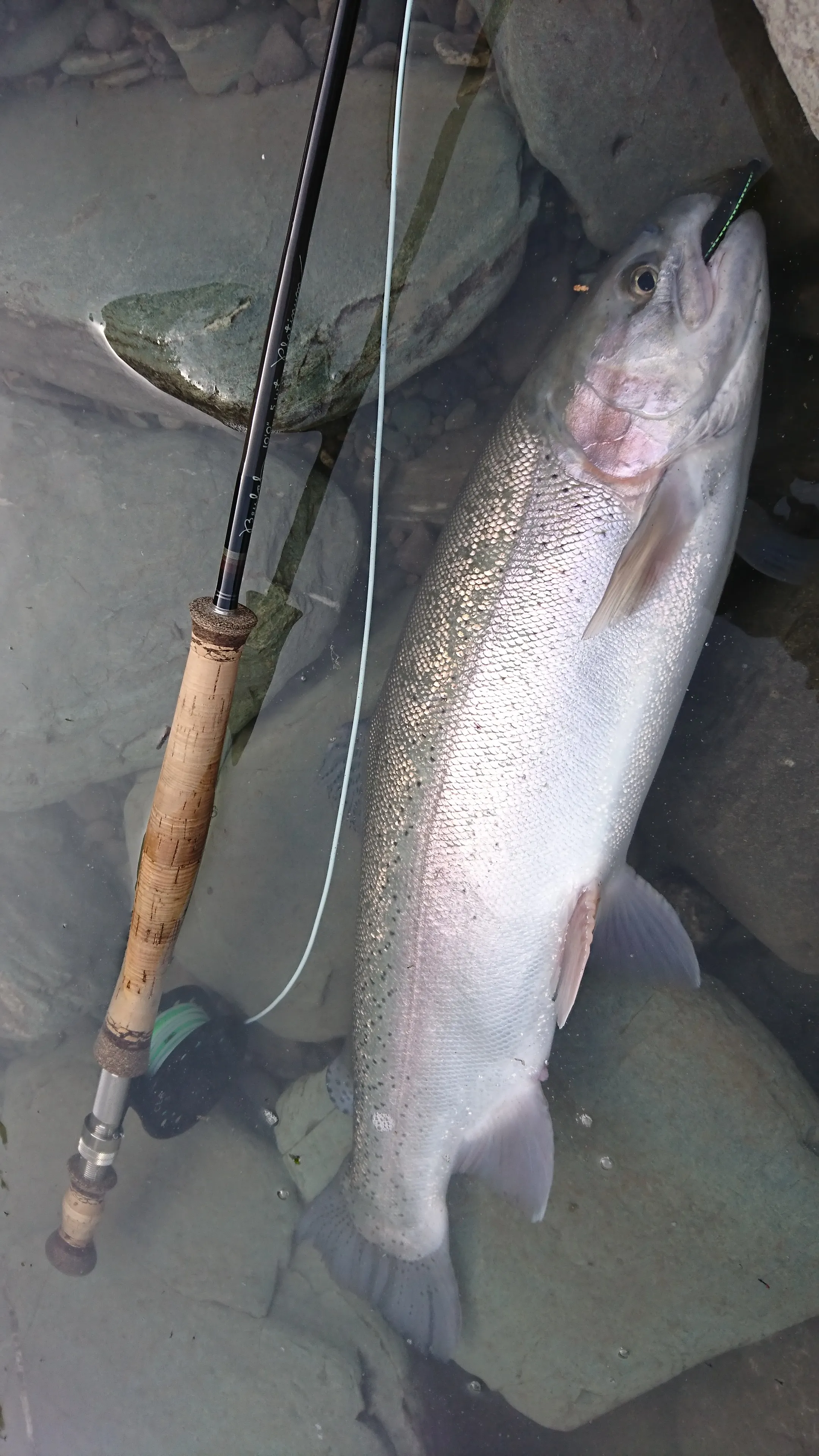 天竜川 冬季ルアーフライ専用区 C R区間 釣具のイシグロ 釣り情報サイト