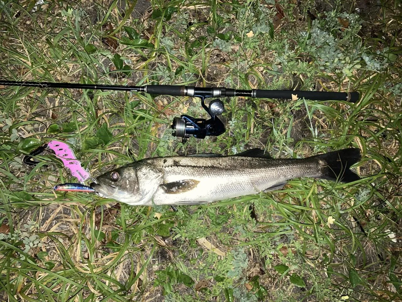 コノシロパターン 狩野川河口で良型シーバスゲット 沼津釣果情報 釣具のイシグロ 釣り情報サイト
