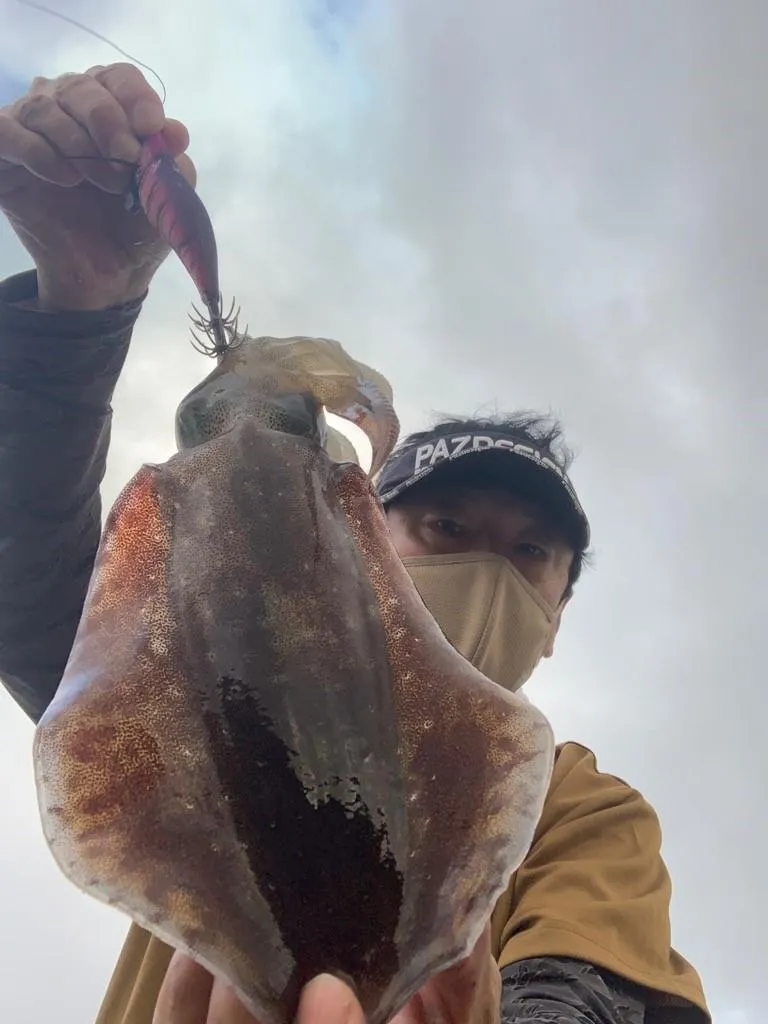梅雨のアオリイカエギング反応ありますよ 釣具のイシグロ 釣り情報サイト