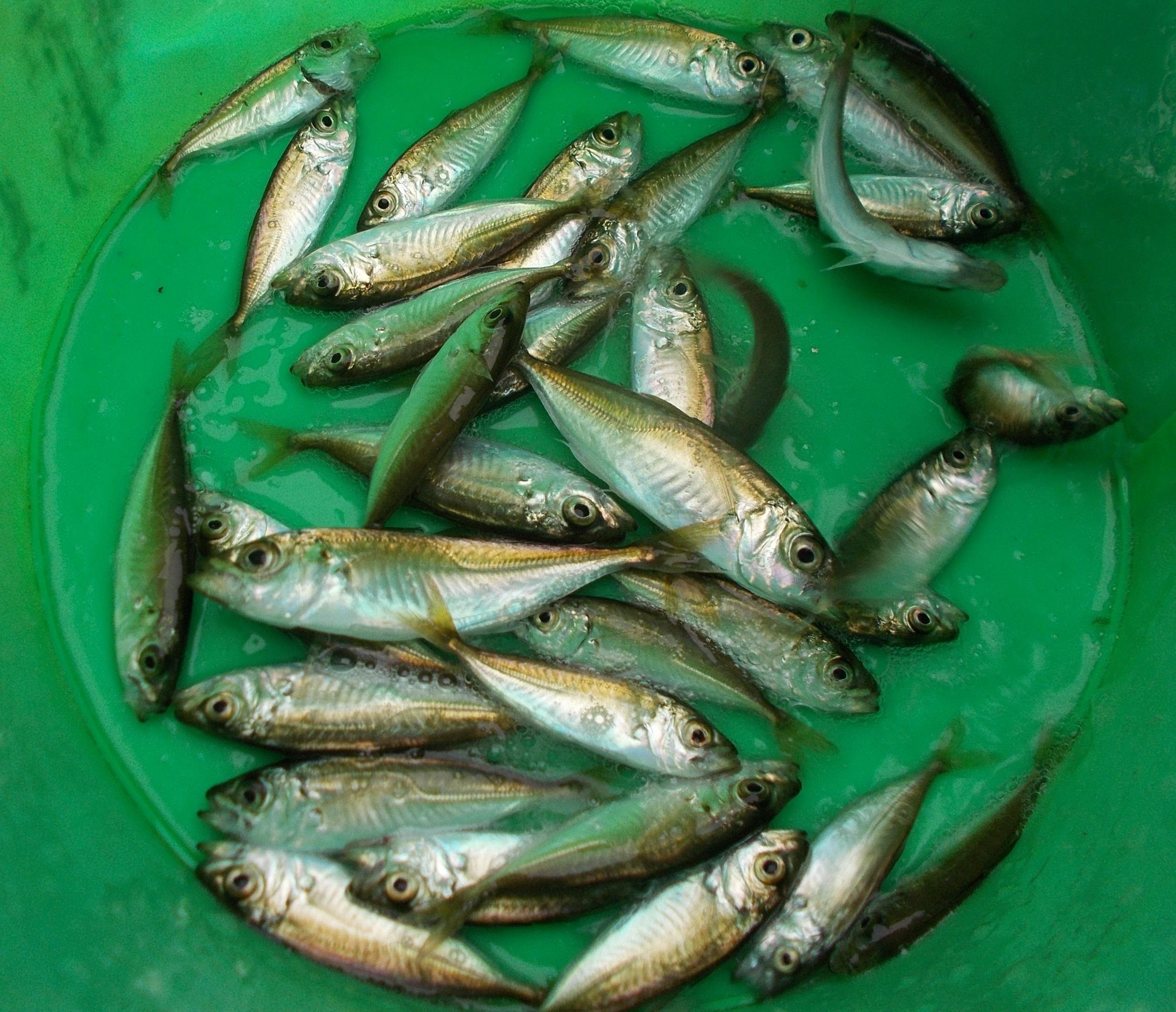 入野店 浜名湖釣り場調査サビキ 釣具のイシグロ 釣り情報サイト