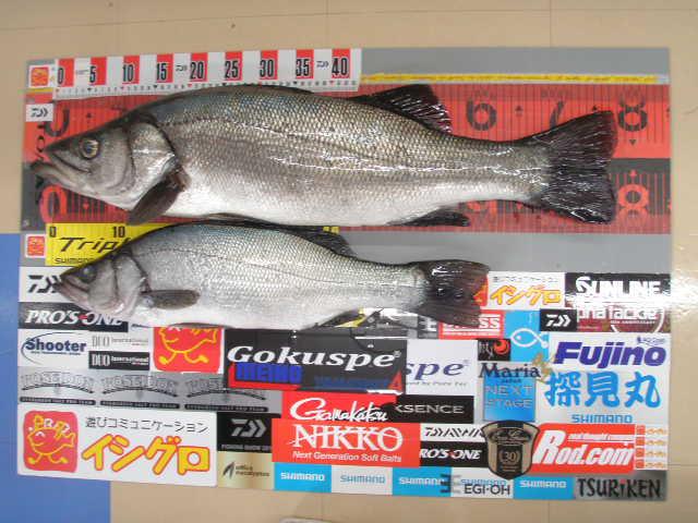 イシグロ伊東店 お客様釣果 大型ヒラスズキ 釣具のイシグロ 釣り情報サイト