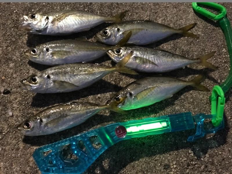 南知多アジング釣果 釣具のイシグロ 釣り情報サイト