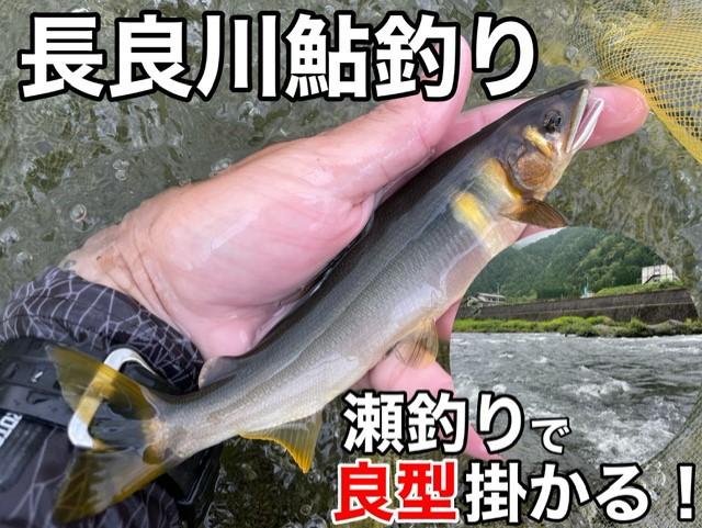 太った鮎が釣れている！長良川釣行♪｜釣具のイシグロ |釣り情報サイト