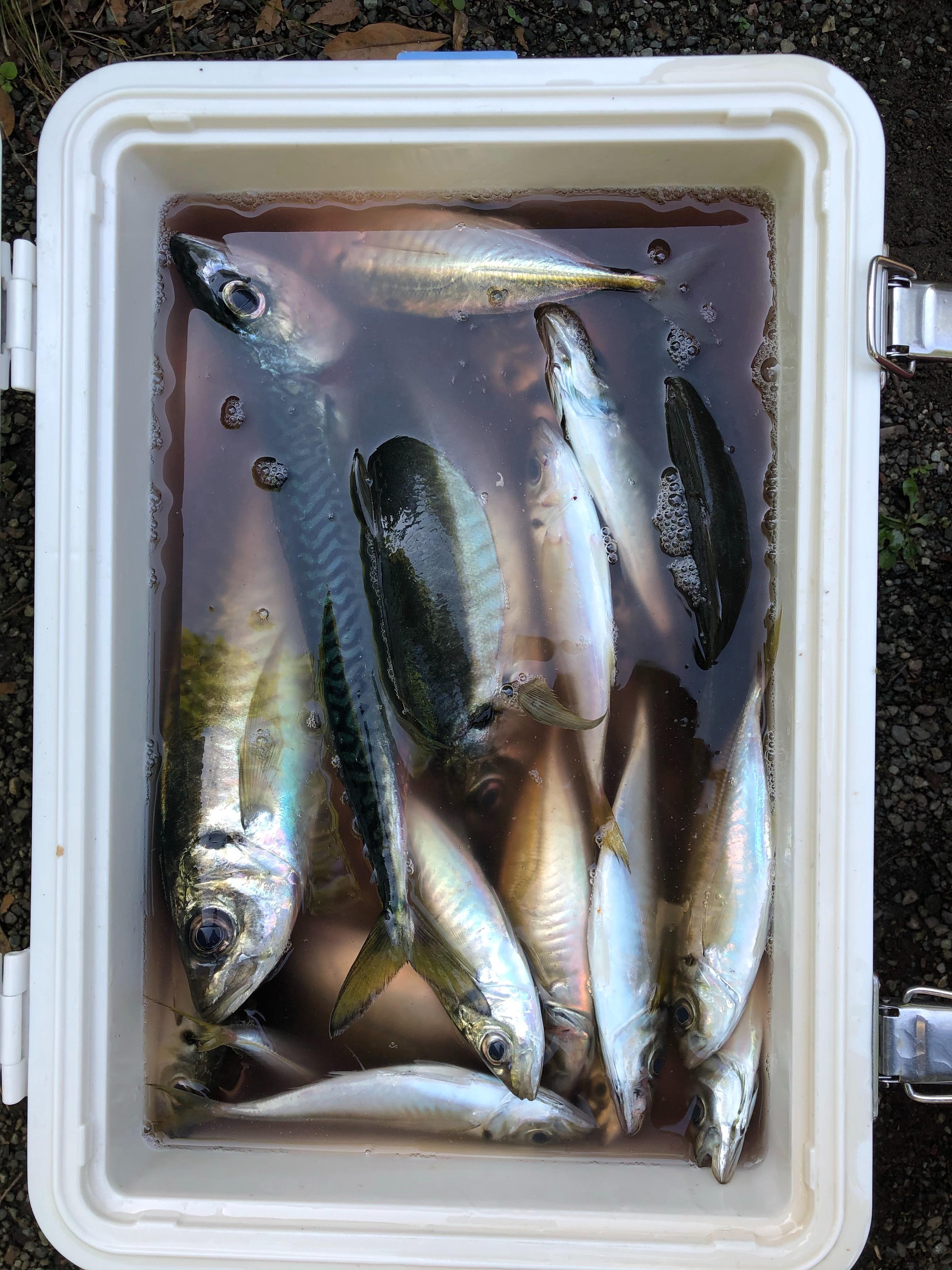東京湾のアジ釣り 釣具のイシグロ 釣り情報サイト