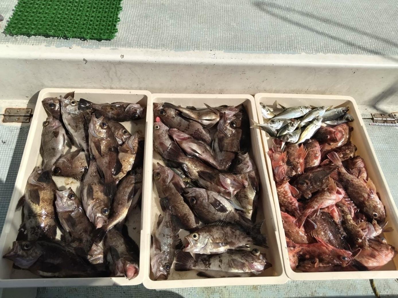 デカメバル、カサゴにマアジに高級魚が釣れまくりッ(о´∀`о)