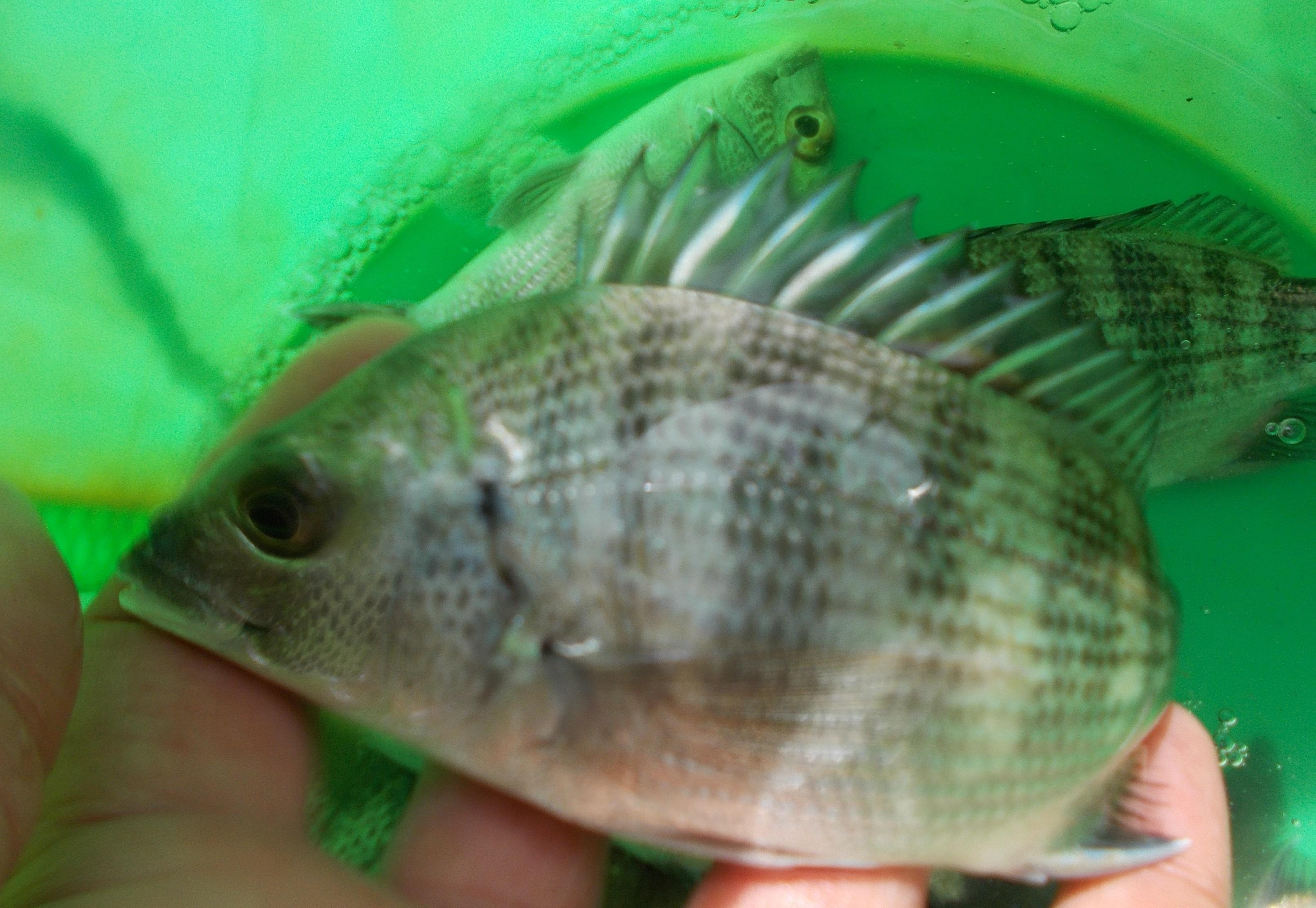 このサイズのチンタ（クロダイの幼魚）がコンスタントに釣れました。サビキ、ちょい投げといろいろな釣り方で釣ることができますよ。