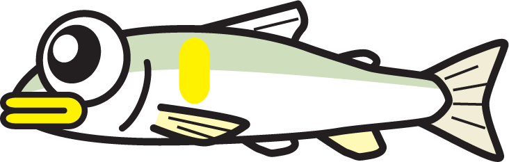 石川釣り 鮎の毛鉤釣り好調 釣具のイシグロ 釣り情報サイト